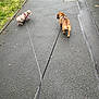 dog, leash, pavement, walking, outdoor, grass, wall, path, pet, canine, small_dog, brown_dog, grey_dog, sidewalk, nature, daylight, animal, walk, two_dogs, leash_handle