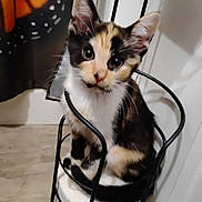 Cali joined the competition — help win amazing prizes! kitten, cat, calico, toilet_paper, metal_holder, indoor, curious, pet, animal, fur, whiskers, ears, floor, curtain, black, white, orange, sitting, closeup, cute