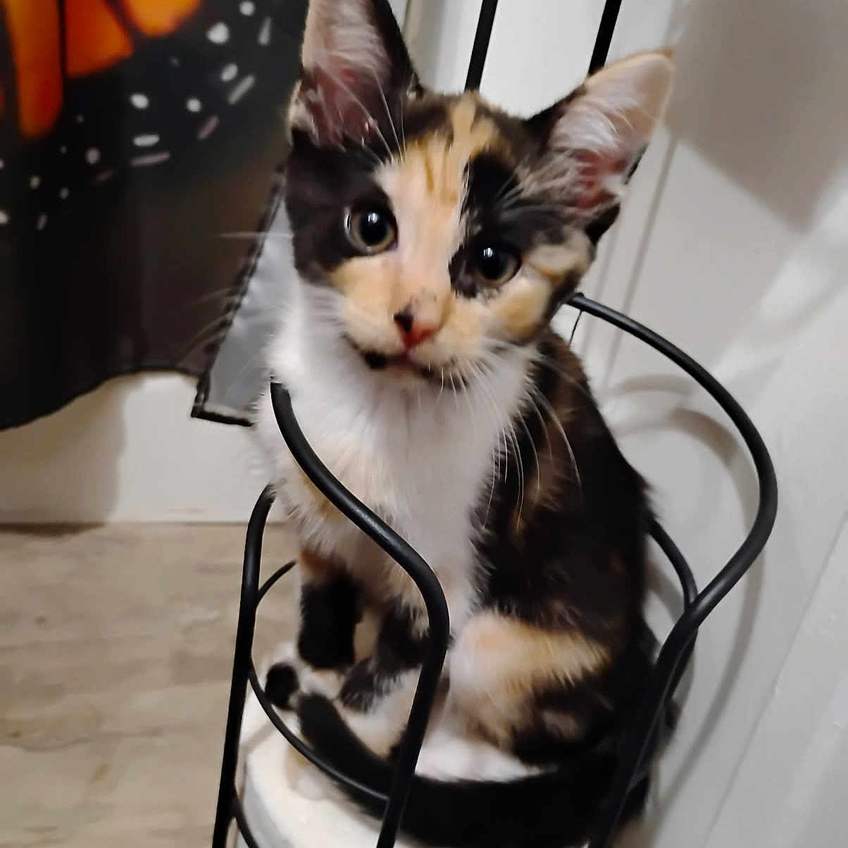 Cali joined the competition — help win amazing prizes! animal, black, calico, cat, closeup, curious, curtain, cute, ears, floor, fur, indoor, kitten, metal_holder, orange, pet, sitting, toilet_paper, whiskers, white