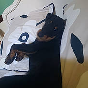 Arthur participe au concours pour gagner de l'argent avec cette photo : animal, background, bed, black, canine, comfort, couch, cozy, cute, dog, fur, home, indoors, lying_down, pet, pillow, relaxed, resting, sleepy, tan