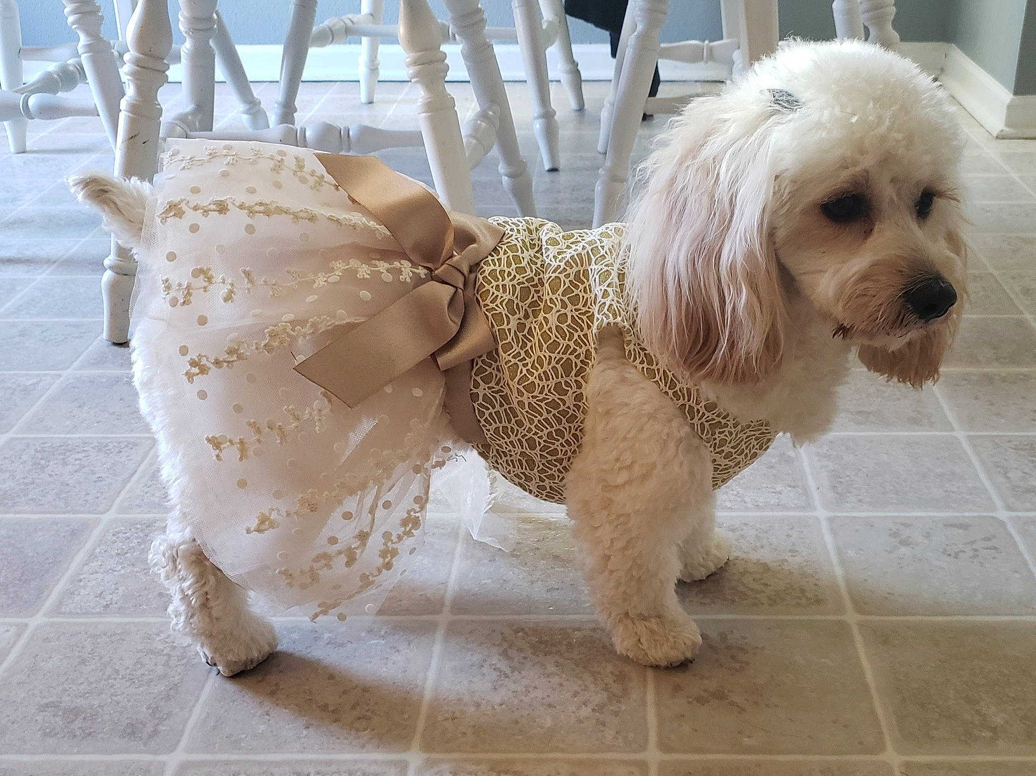 Zara joined the competition — help win amazing prizes! canidae, carnivore, collar, companion_dog, dog, dog_breed, dog_clothes, dog_collar, dog_supply, fawn, flooring, fur, pet_supply, small_terrier, snout, sporting_group, terrier, toy_dog, white, working_animal