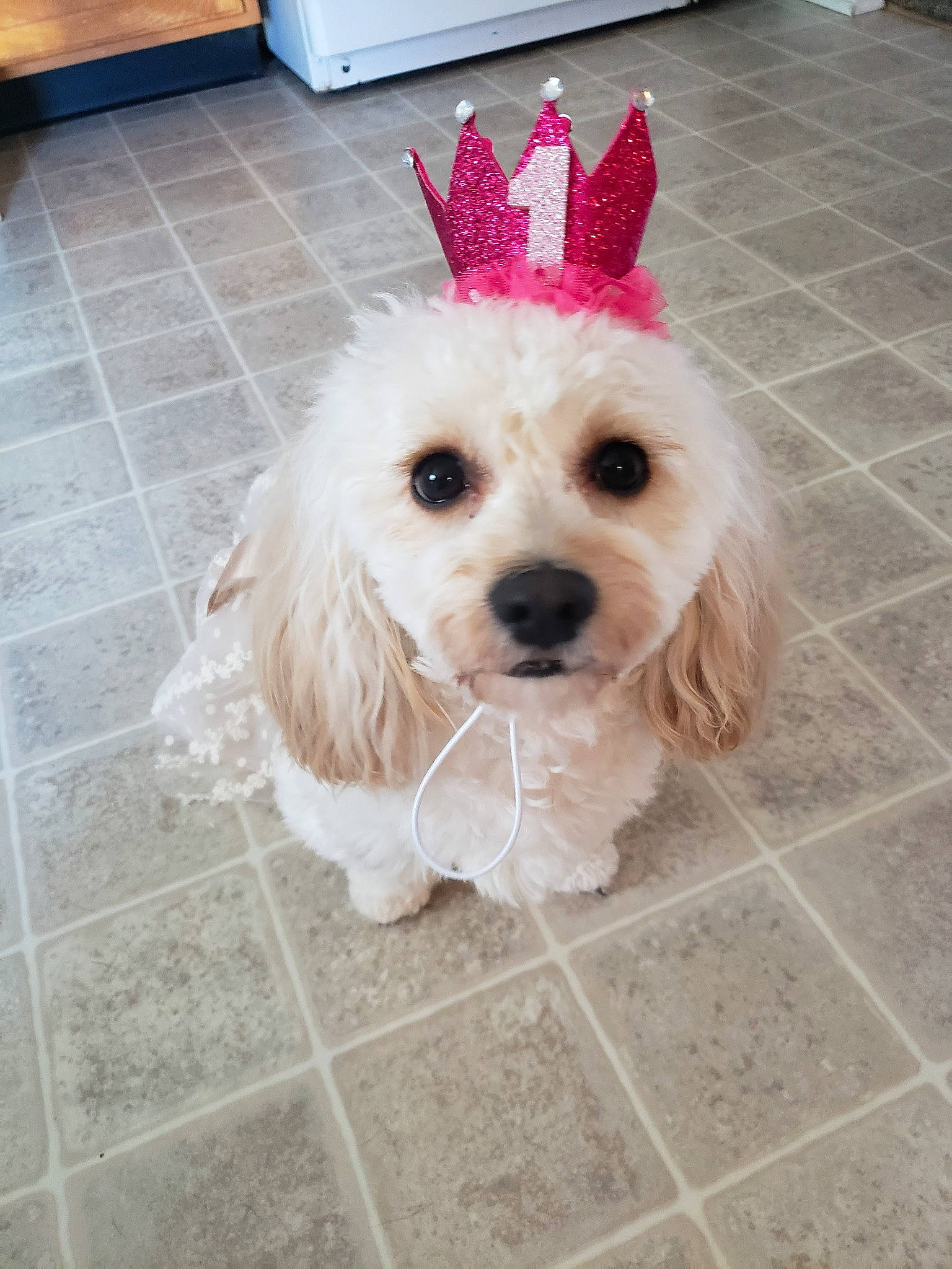 Zara joined the competition — help win amazing prizes! canidae, carnivore, companion_dog, dog, dog_breed, dog_collar, dog_supply, fashion_accessory, flooring, fur, maltepoo, pet_supply, road_surface, sidewalk, snout, sporting_group, tile_flooring, toy_dog, water_dog, working_animal