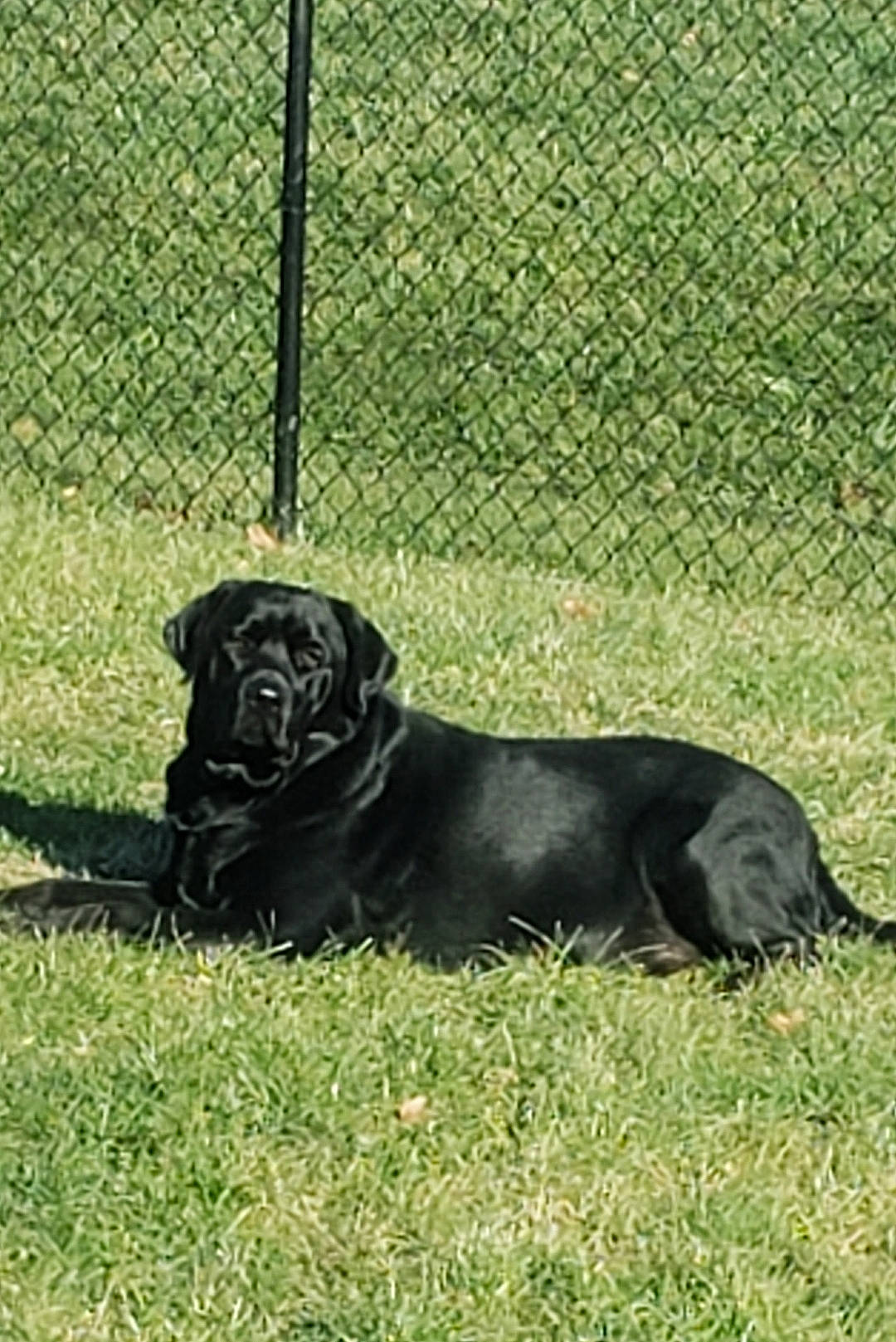 Maverick joined the competition — help win amazing prizes! animal_shelter, borador, carnivore, chain_link_fencing, companion_dog, dog, dog_breed, dog_supply, fence, grass, gun_dog, home_fencing, mesh, pet_supply, sporting_group, tail, terrestrial_animal, wire_fencing, working_animal, working_dog