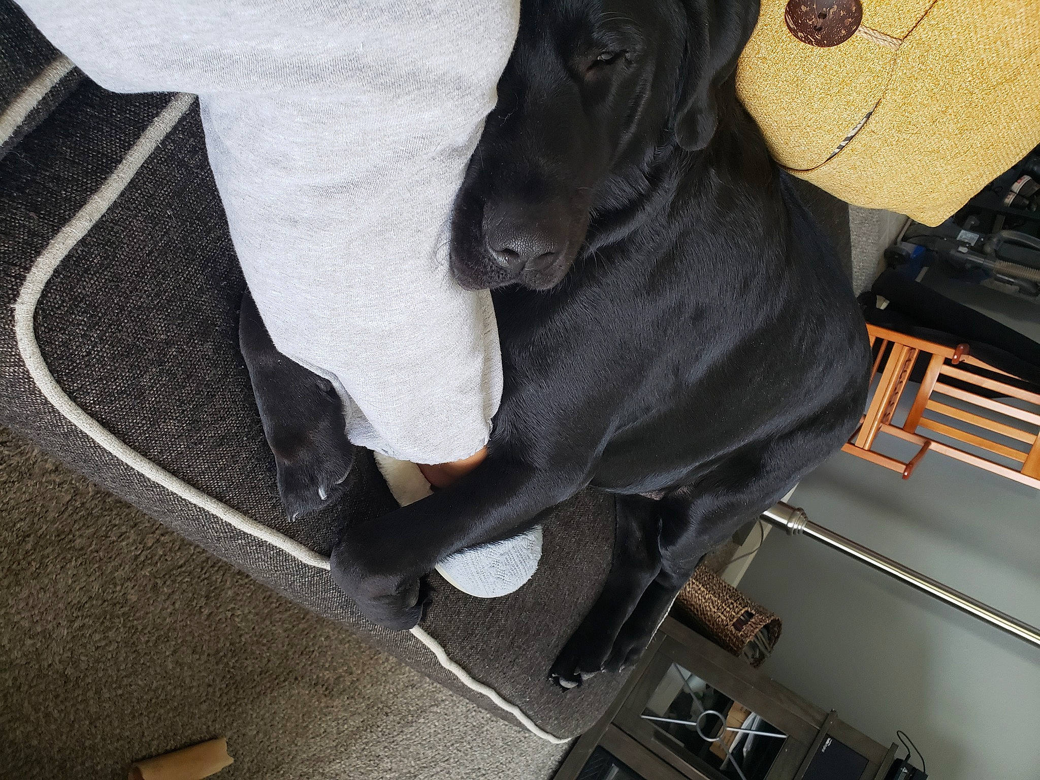 Maverick joined the competition — help win amazing prizes! auto_part, bag, canidae, car_seat, carnivore, collar, companion_dog, dog, dog_breed, dog_collar, dog_supply, fawn, guard_dog, leash, pet_supply, snout, sporting_group, vehicle, vehicle_door, working_animal