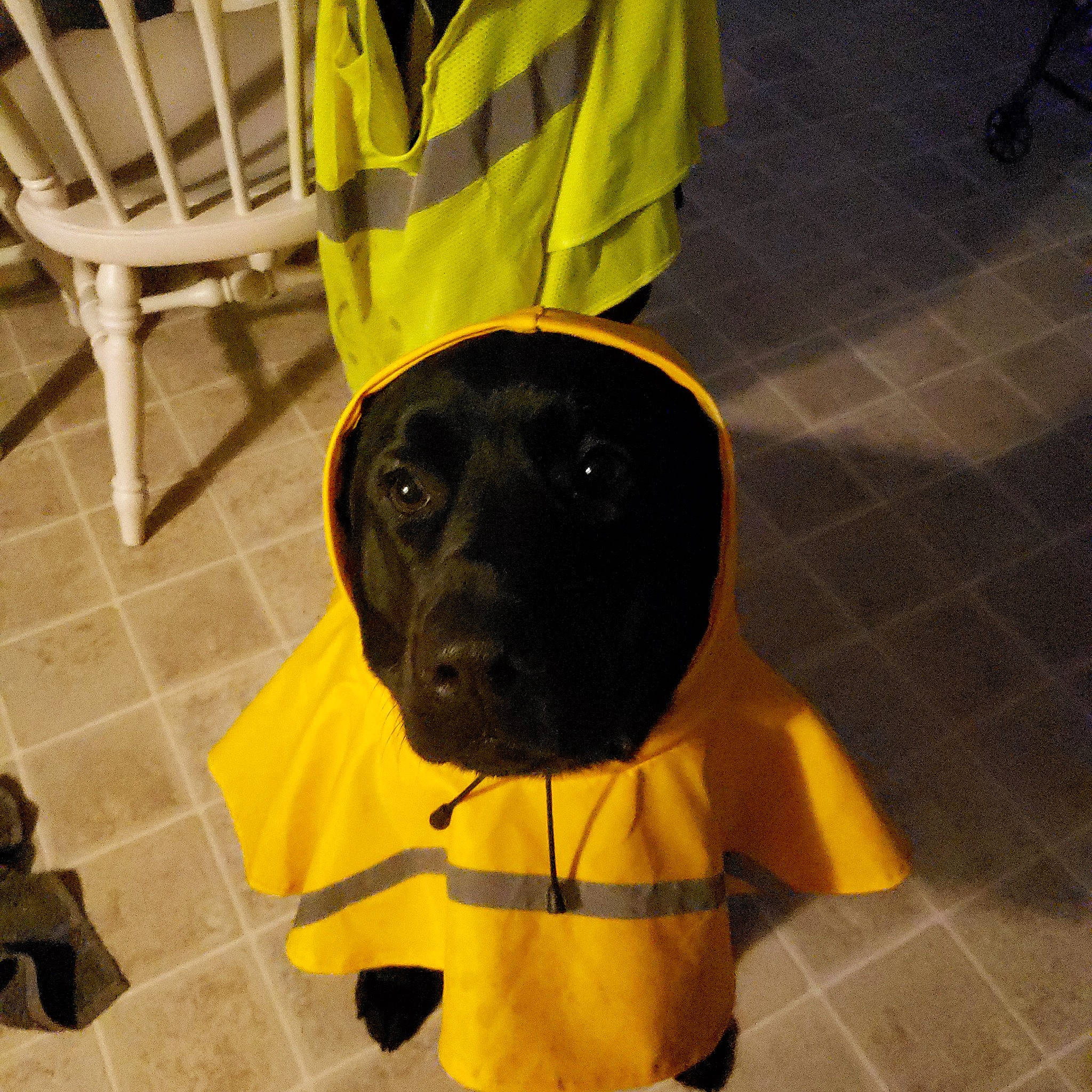 Maverick is registered to the contest to win money with this photo: black, carnivore, chair, companion_dog, dog, dog_breed, dog_clothes, dog_supply, fashion_accessory, floor, flooring, fur, hat, personal_protective_equipment, pet_supply, sleeve, snout, sporting_group, working_animal, yellow