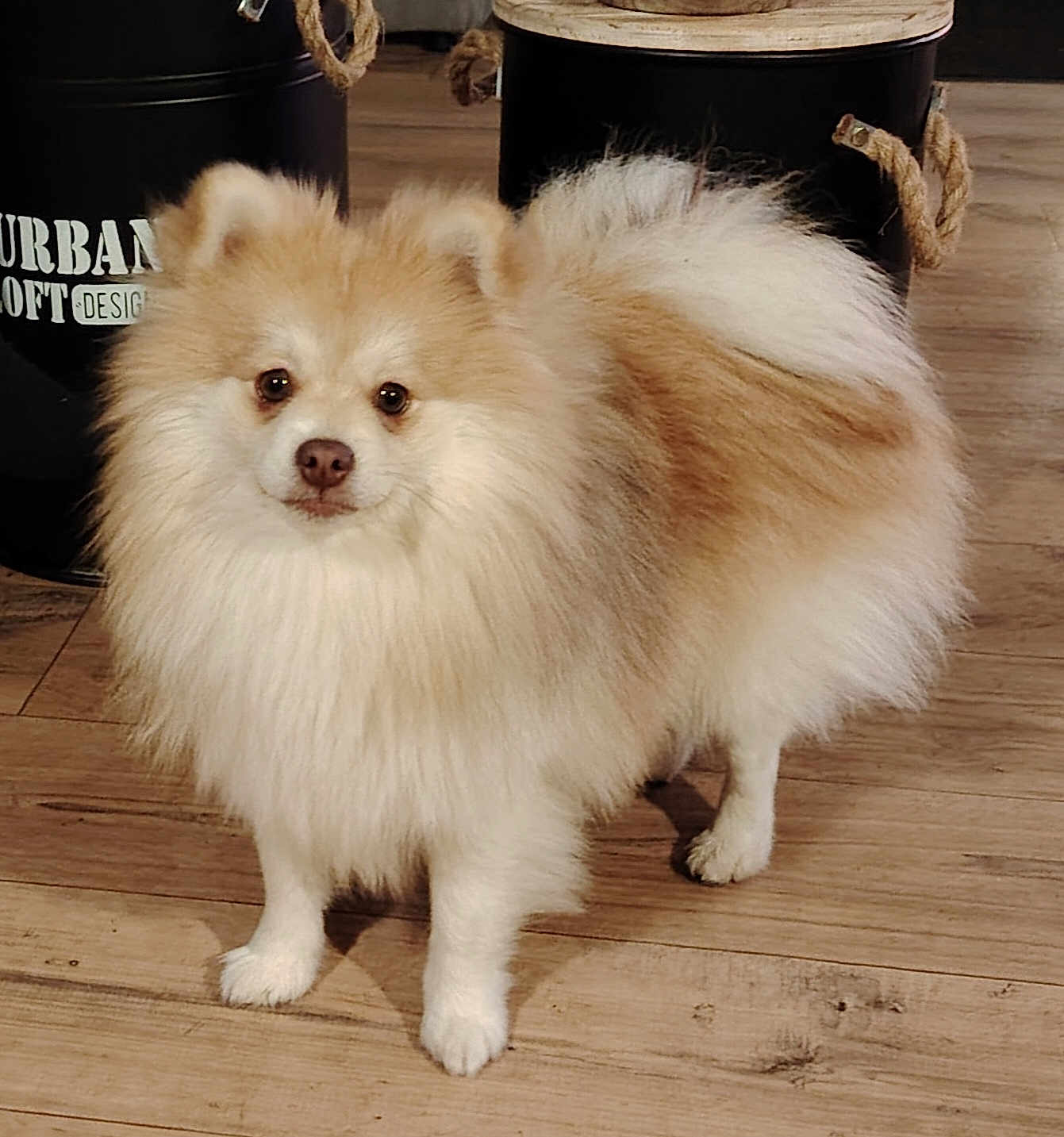 Apple participe au concours pour gagner de l'argent avec cette photo : dog, pomeranian, fluffy, indoor, wooden_floor, pet, animal, standing, curious, canine, furry, brown, cream, rope, container, floor, looking, domestic, cute, small_dog