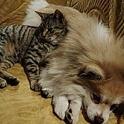 Apple participe au concours pour gagner de l'argent avec cette photo : dog, cat, couch, furry, pet, animal, resting, cozy, indoor, friendship, tabby_cat, fluffy_dog, companions, relaxed, brown, striped, cute, calm, closeup, domestic