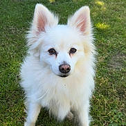 Daisy a rejoint le concours — aidez-le/la à gagner de superbes lots ! dog, white_dog, fluffy, outdoor, grass, pet, animal, ears, alert, sunlight, nature, canine, standing, fur, cute, domestic_animal, garden, daylight, mammal, playful