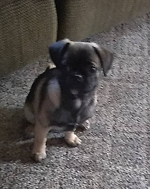 Laila joined the competition — help win amazing prizes! art, asphalt, carnivore, companion_dog, dog, dog_breed, fawn, grey, paw, road_surface, shadow, snout, soil, street_dog, tail, terrestrial_animal, toy_dog, whiskers, working_animal, working_dog