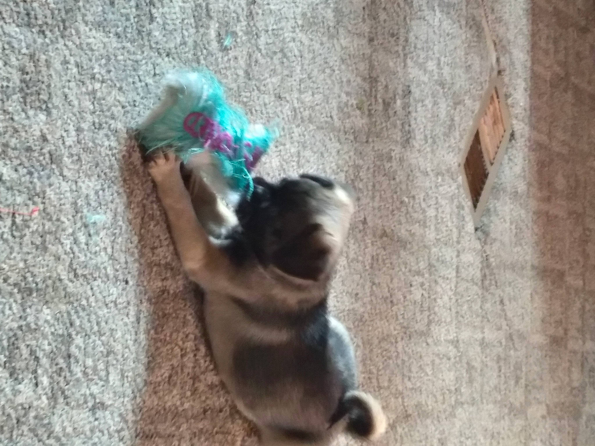 Laila joined the competition — help win amazing prizes! canidae, carnivore, companion_dog, concrete, dog, dog_breed, dog_supply, fawn, felidae, flooring, fur, non_sporting_group, paw, pet_supply, small_to_medium_sized_cats, sporting_group, tail, toy_dog, wood, working_animal