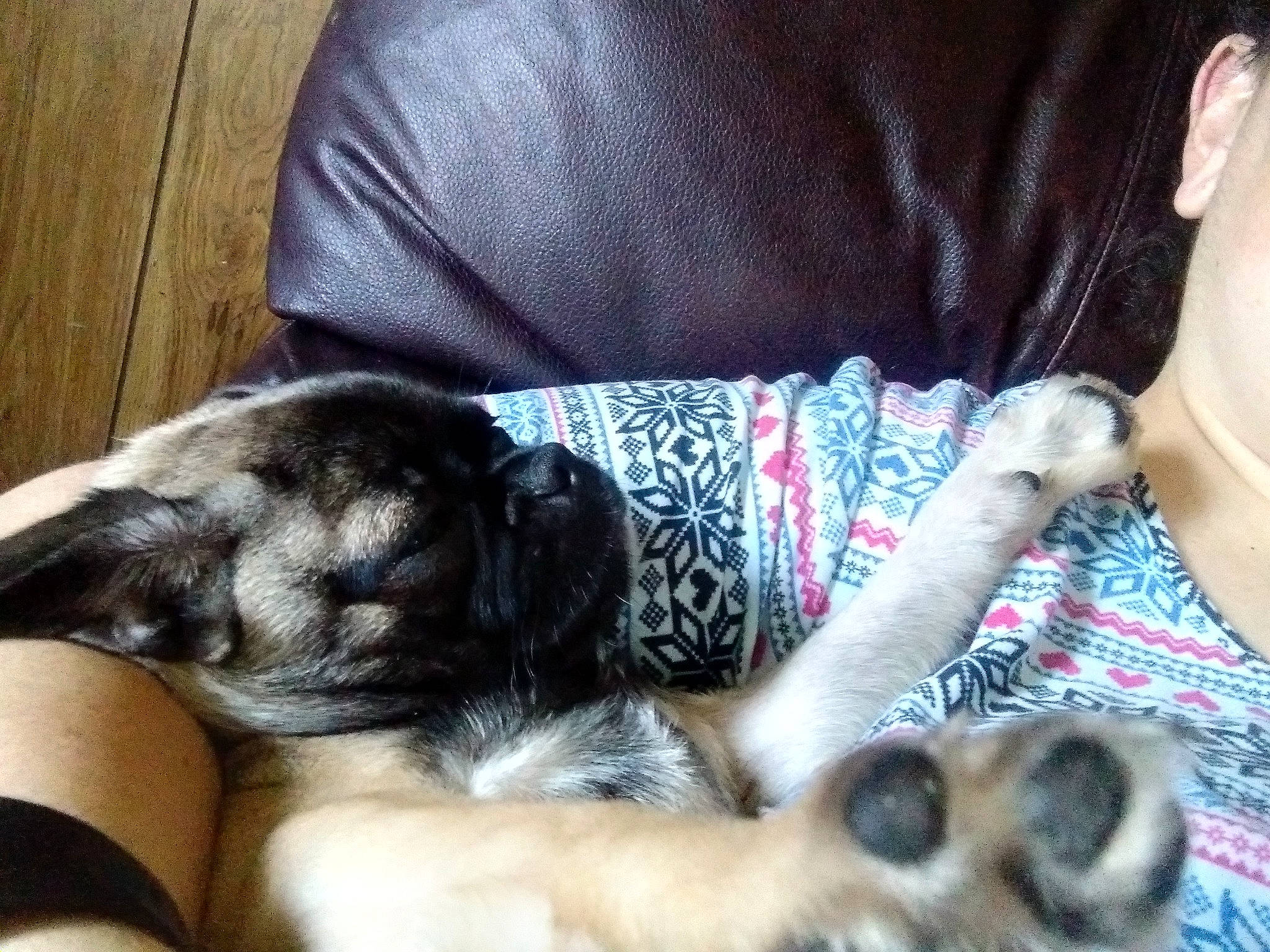 Laila joined the competition — help win amazing prizes! canidae, carnivore, claw, comfort, companion_dog, couch, dog, dog_bed, dog_breed, dog_supply, fawn, fur, jewellery, nap, paw, puppy, puppy_love, snout, sporting_group, tail