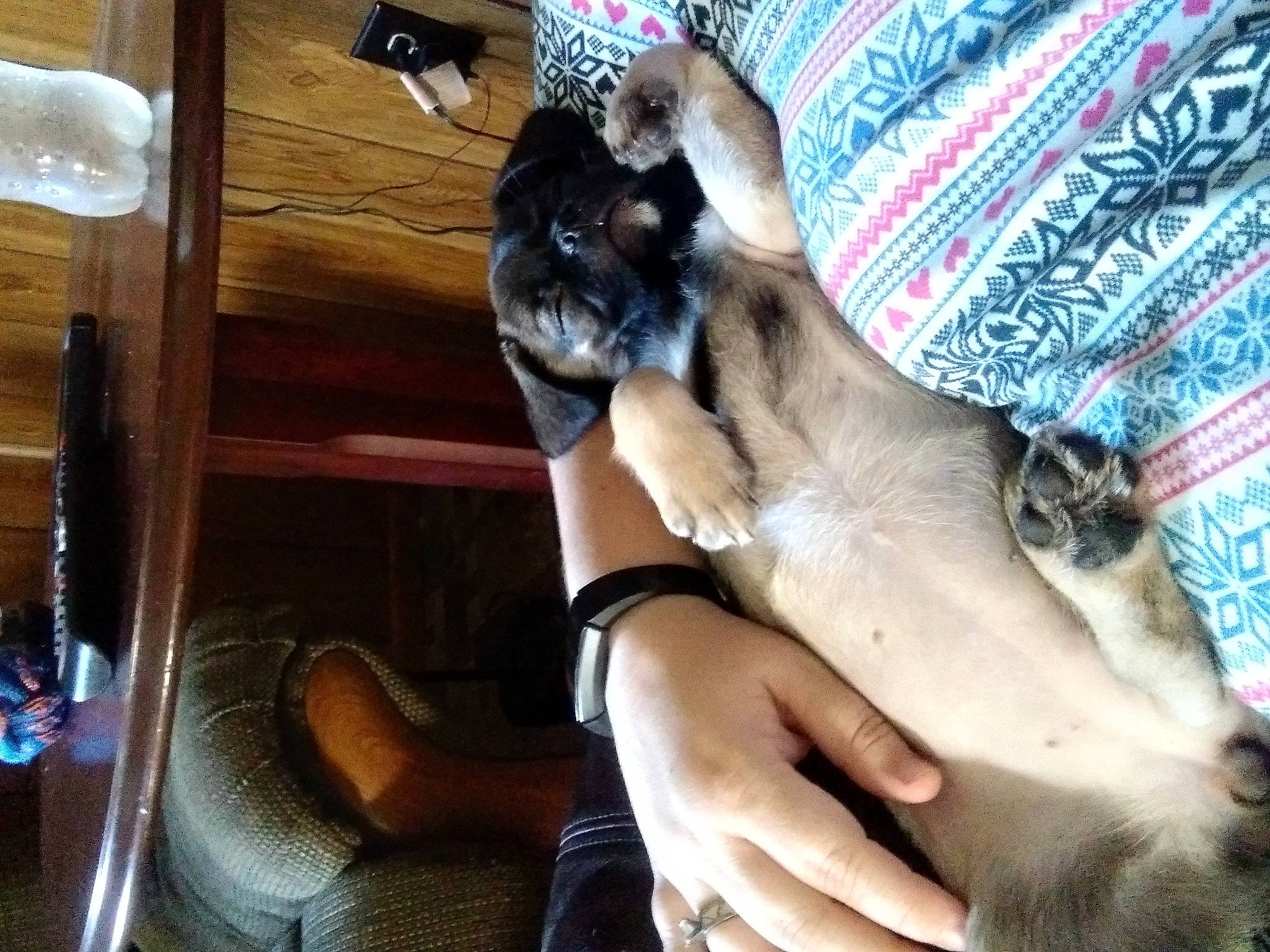 Laila joined the competition — help win amazing prizes! canidae, carnivore, comfort, companion_dog, dog_breed, fawn, felidae, fur, gesture, hardwood, human_leg, nail, nap, paw, small_to_medium_sized_cats, snout, sporting_group, toy_dog, whiskers, working_animal