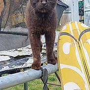 Bastet a rejoint le concours — aidez-le/la à gagner de superbes lots ! animal, background, black_cat, cat, closeup, daylight, feline, garden, grass, metal_bar, nature, net, outdoor, pet, serious, standing, tool, trampoline, yard, yellow_pattern