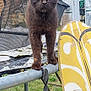 animal, background, black_cat, cat, closeup, daylight, feline, garden, grass, metal_bar, nature, net, outdoor, pet, serious, standing, tool, trampoline, yard, yellow_pattern
