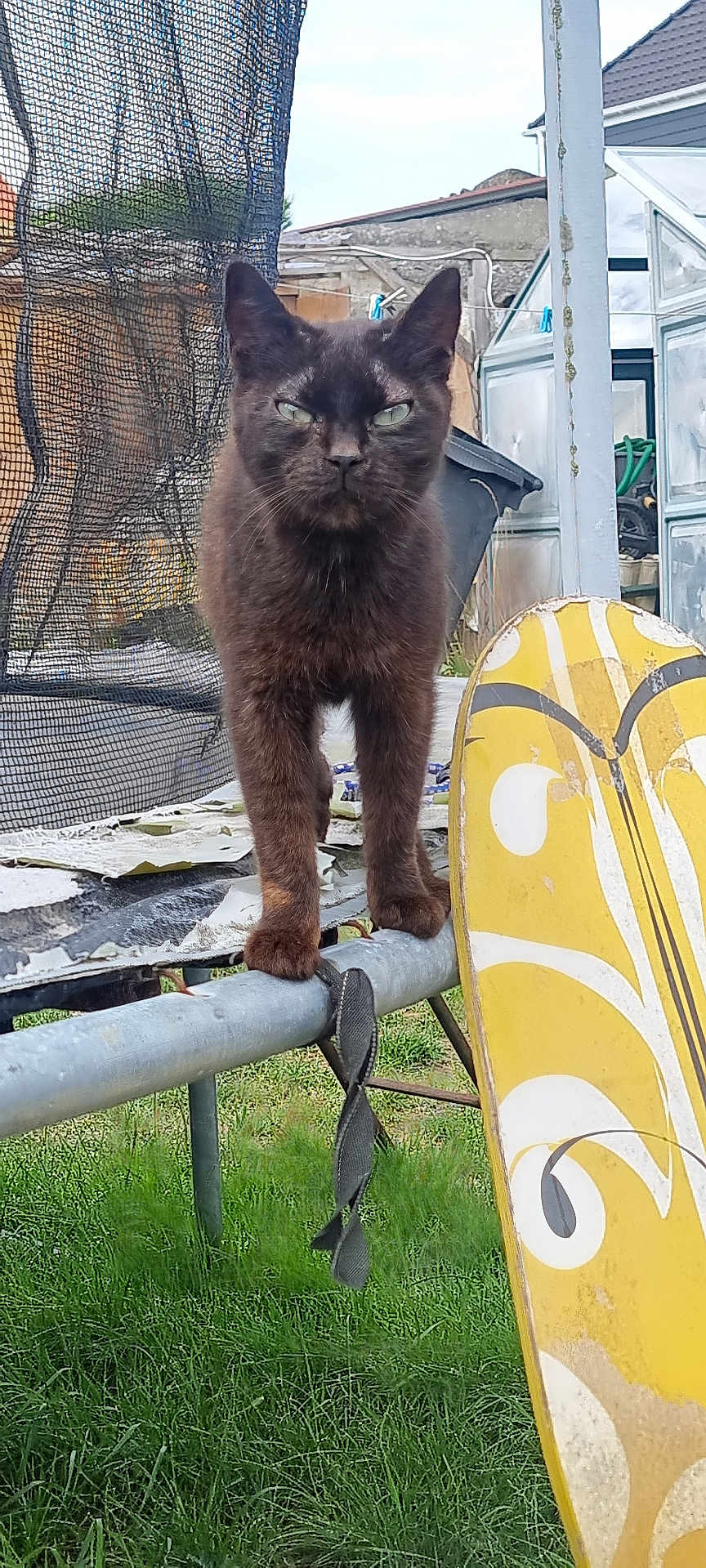 Bastet