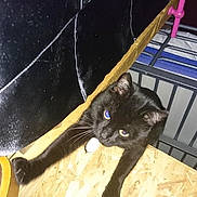 Thomas participe au concours pour gagner de l'argent avec cette photo : black_cat, cat, cat_like_mammal, mammal, small_to_medium_sized_cats, snout, vertebrate, whiskers