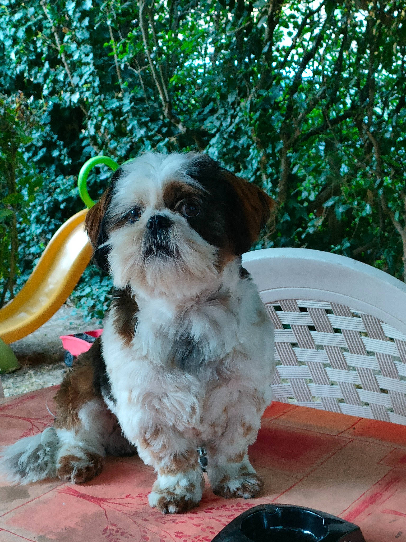 Schouky a rejoint le concours — aidez-le/la à gagner de superbes lots ! canidae, carnivore, companion_dog, dog, dog_breed, dog_supply, fawn, fur, grass, liver, maltepoo, plant, shih_tzu, small_terrier, snout, sporting_group, tableware, terrier, toy_dog, working_animal