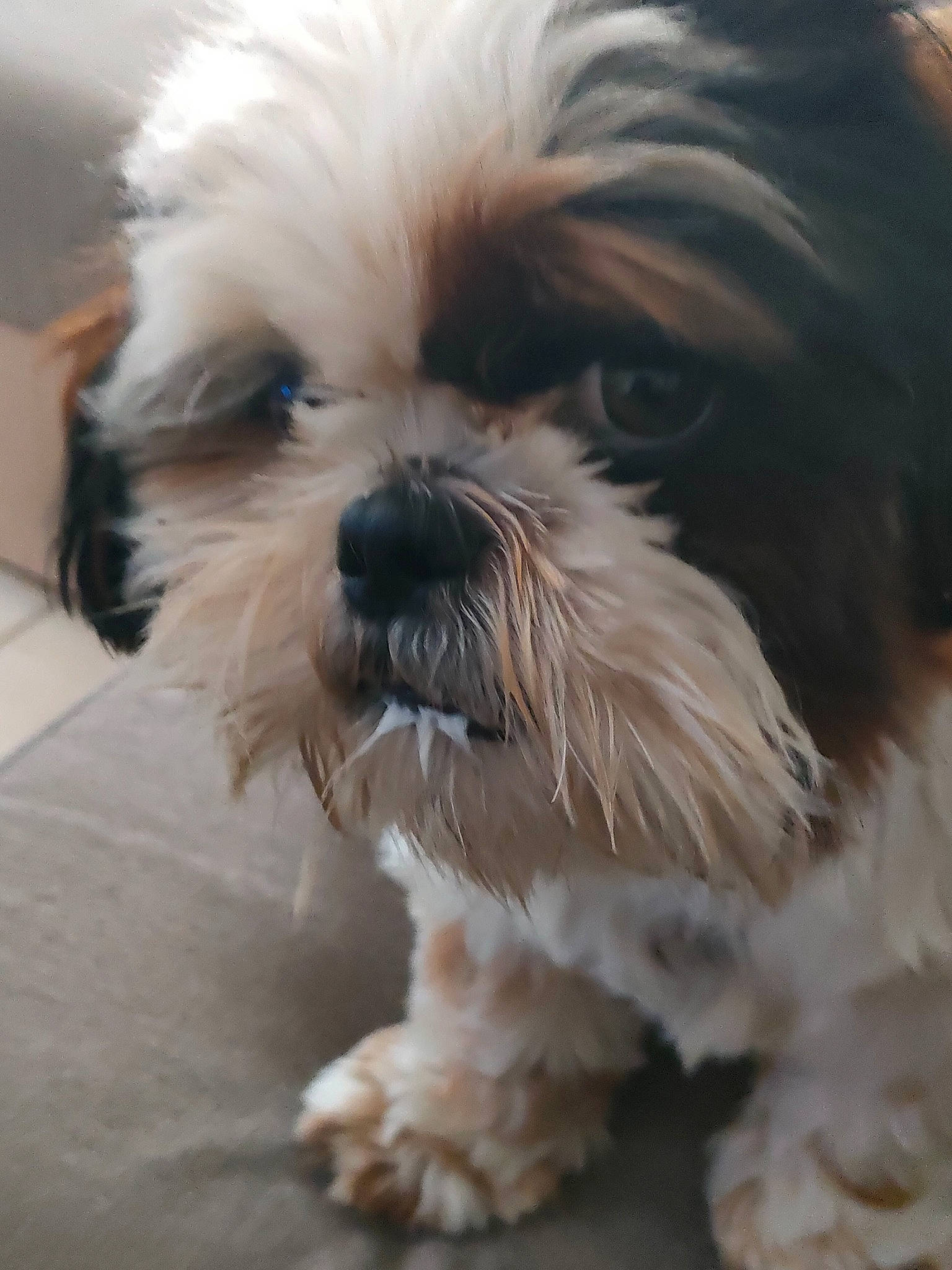 Schouky a rejoint le concours — aidez-le/la à gagner de superbes lots ! canidae, carnivore, close_up, companion_dog, dog, dog_breed, eye, fur, liver, mal_shi, maltepoo, shih_poo, shih_tzu, small_terrier, snout, sporting_group, terrestrial_animal, terrier, toy_dog, working_animal