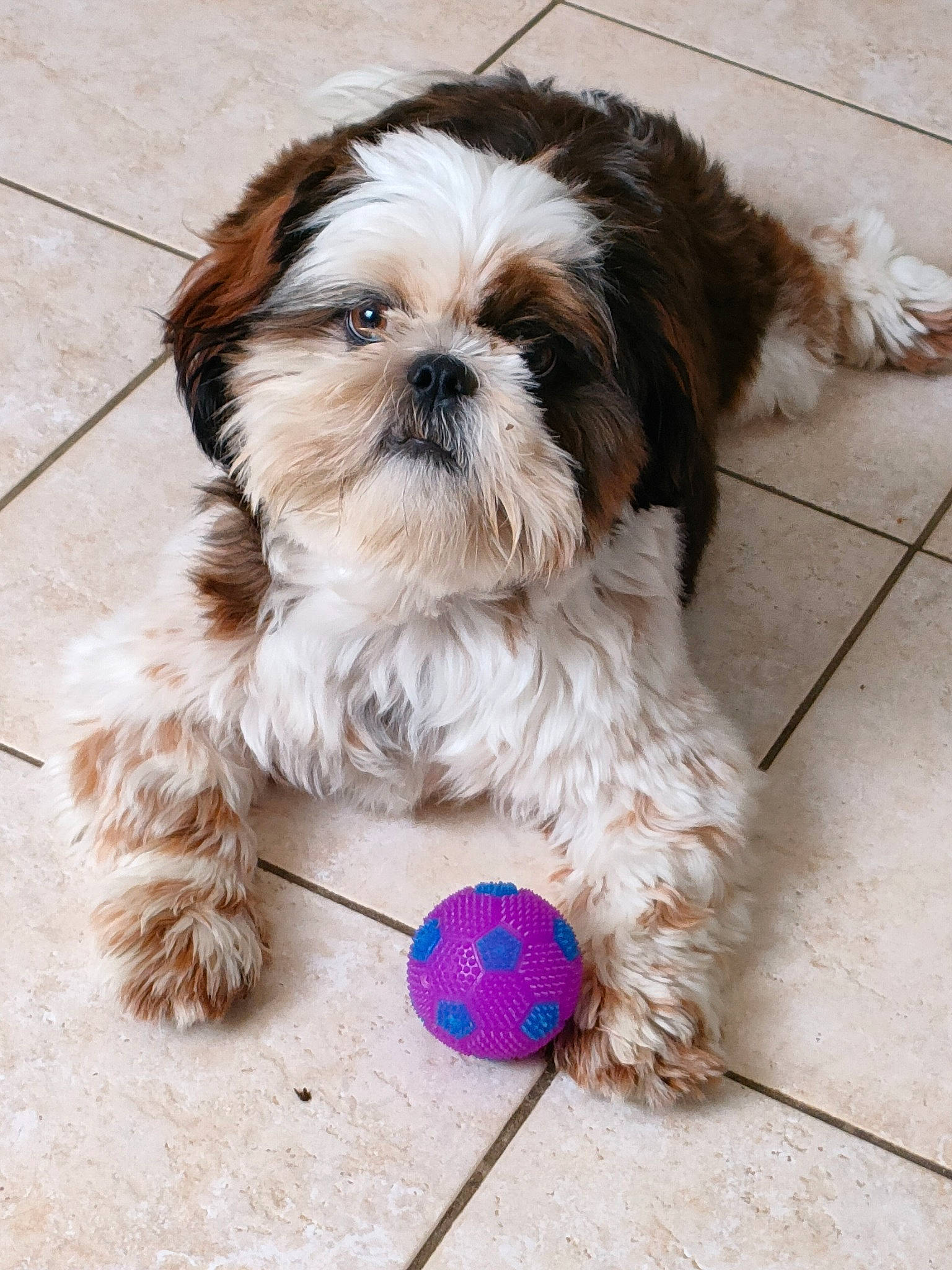 Schouky participe au concours pour gagner de l'argent avec cette photo : canidae, carnivore, companion_dog, dog, dog_breed, dog_supply, fashion_accessory, fur, liver, mal_shi, maltepoo, pet_supply, porch, shih_poo, shih_tzu, small_terrier, snout, sporting_group, toy_dog, working_animal