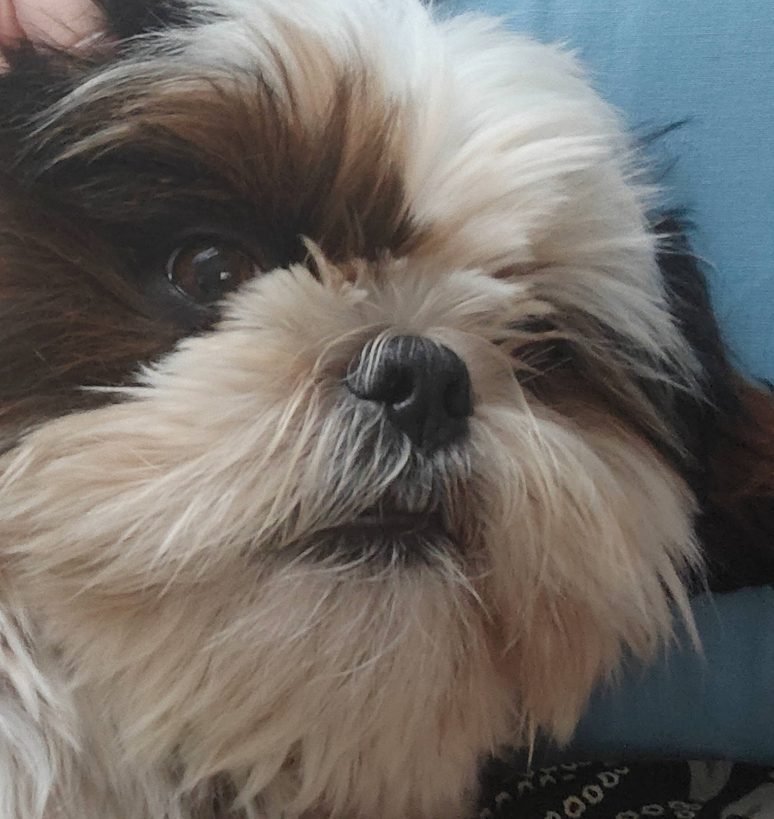 Schouky a rejoint le concours — aidez-le/la à gagner de superbes lots ! biewer_terrier, canidae, carnivore, companion_dog, dog, dog_breed, fur, liver, mal_shi, maltepoo, puppy, shih_poo, shih_tzu, small_terrier, snout, sporting_group, terrestrial_animal, terrier, toy_dog, working_animal