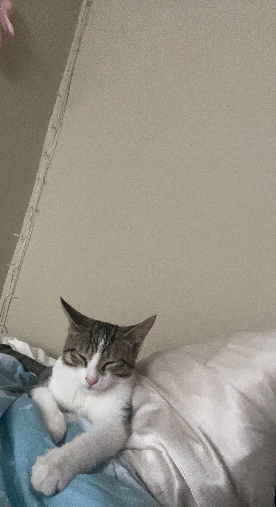 Leona joined the competition — help win amazing prizes! bed, bed_sheet, bedding, bedroom, carnivore, cat, ceiling, comfort, domestic_short_haired_cat, felidae, fur, grey, hardwood, linens, monochrome_photography, room, small_to_medium_sized_cats, tail, whiskers, wood