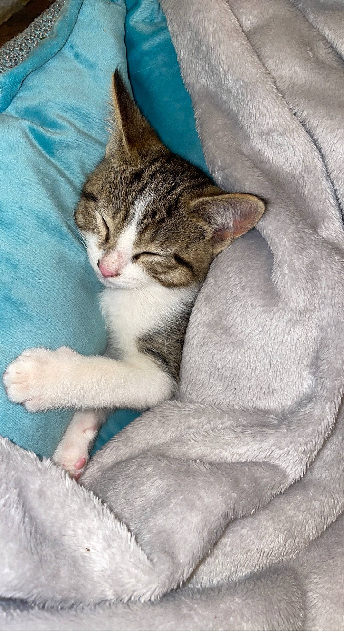 Leona joined the competition — help win amazing prizes! carnivore, cat, cat_supply, claw, comfort, domestic_short_haired_cat, felidae, foot, fur, grey, linens, nap, paw, sitting, small_to_medium_sized_cats, snout, tail, terrestrial_animal, whiskers