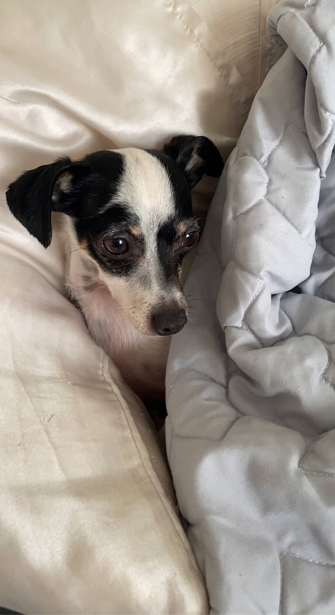 Meeko joined the competition — help win amazing prizes! canidae, carnivore, chilean_fox_terrier, comfort, companion_dog, dog, dog_breed, fur, irishjacks, linens, paw, puppy, russell_terrier, small_terrier, sporting_group, terrestrial_animal, terrier, toy_dog, whiskers, working_animal