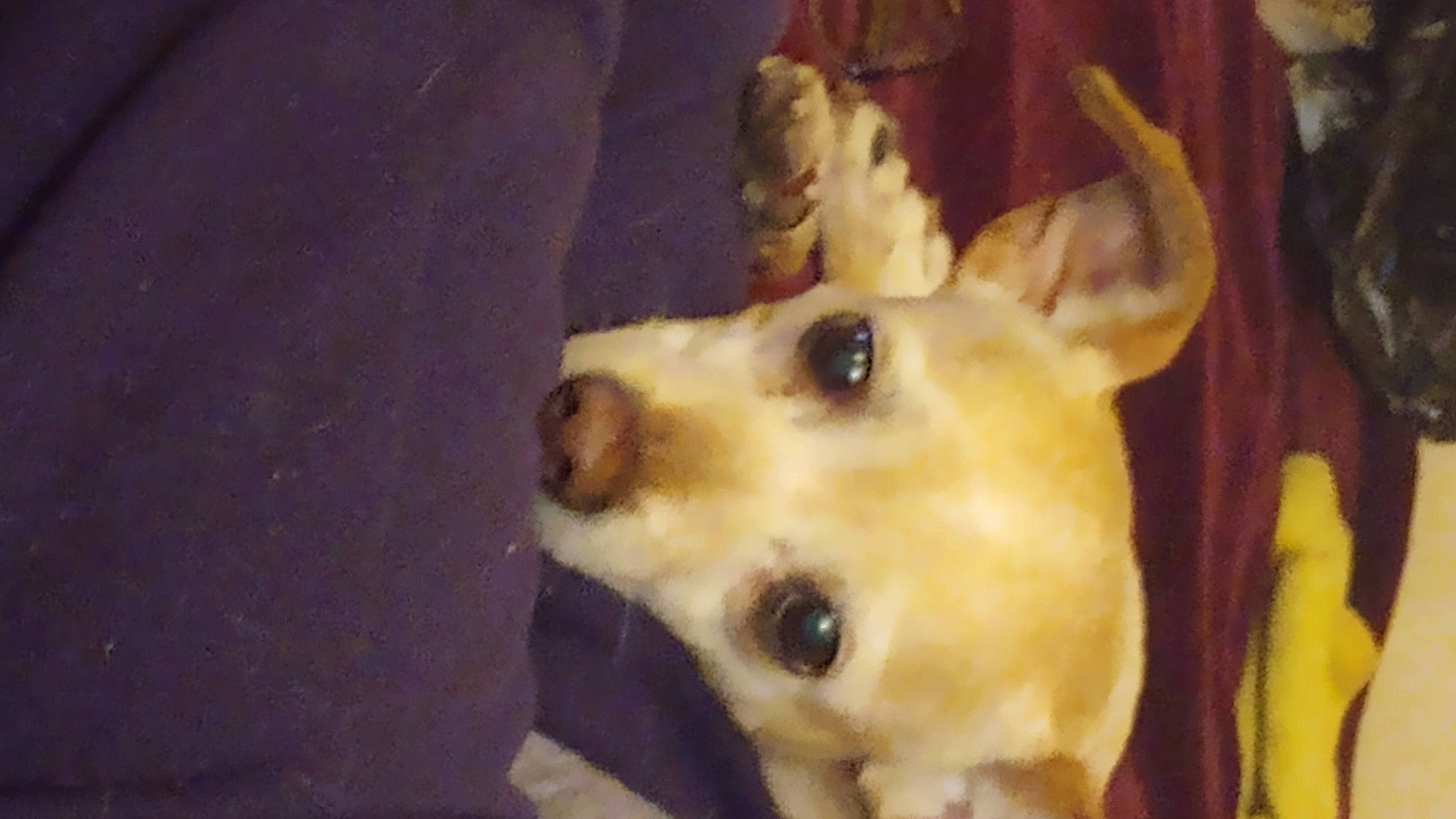 Butters is registered to the contest to win money with this photo: ancient_dog_breeds, canidae, carnivore, companion_dog, dog, dog_breed, dog_supply, ear, fawn, fur, non_sporting_group, pet_supply, puppy, sporting_group, terrestrial_animal, whiskers, working_animal