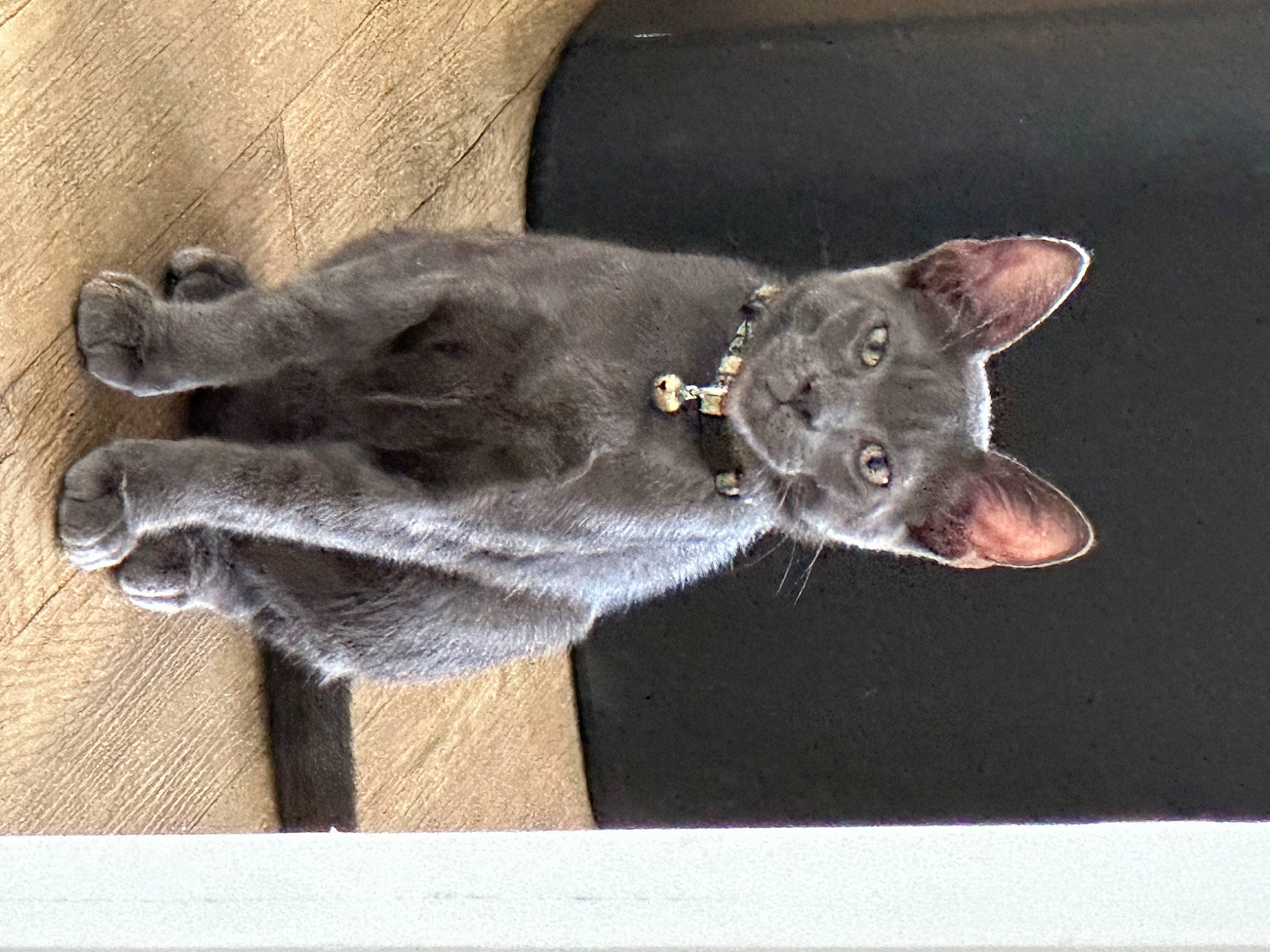 Kai joined the competition — help win amazing prizes! carnivore, cat, domestic_short_haired_cat, ear, felidae, fur, grey, rectangle, russian_blue, small_to_medium_sized_cats, snout, tail, terrestrial_animal, whiskers