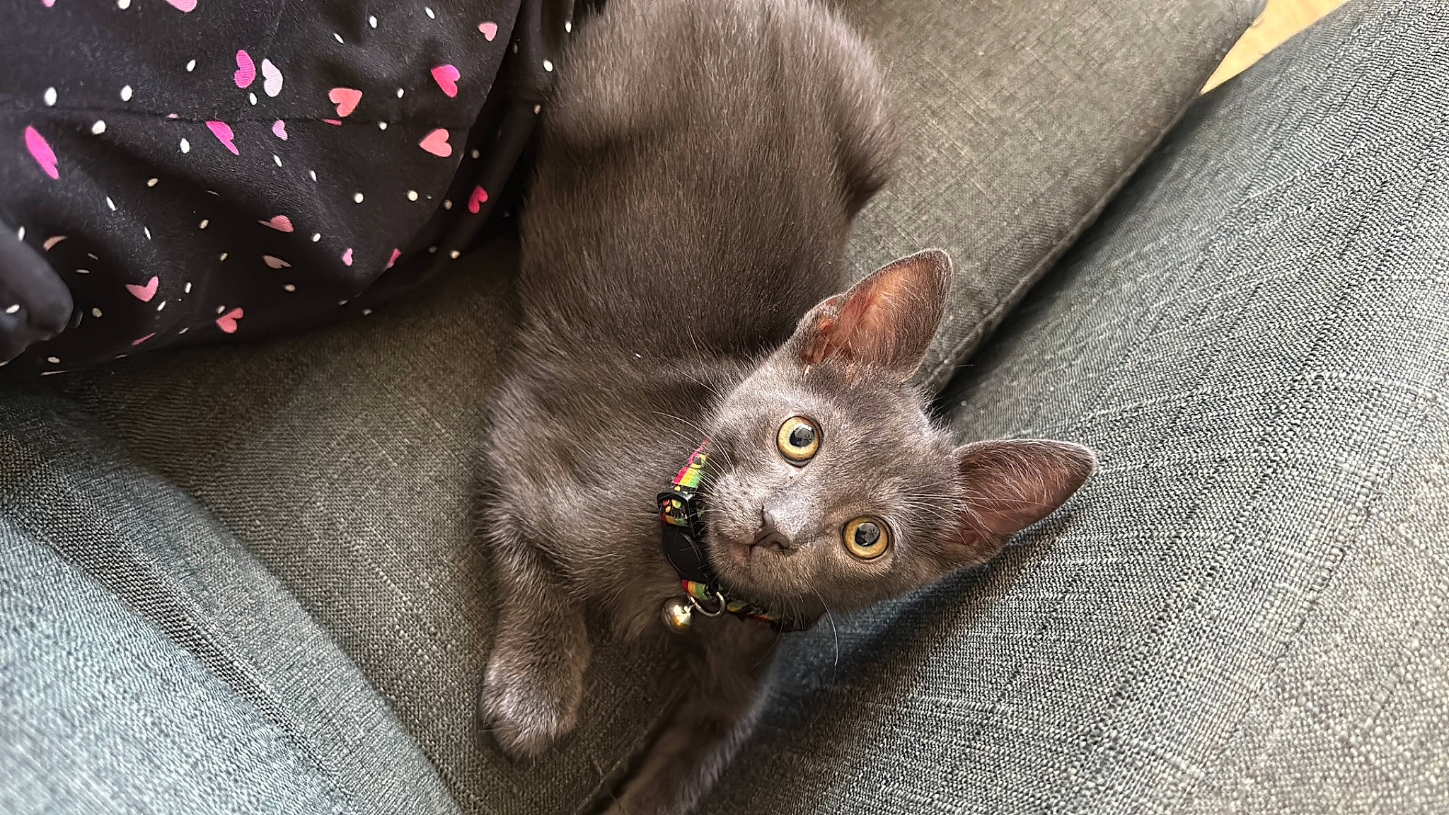 Kai is registered to the contest to win money with this photo: bombay, carnivore, cat, claw, comfort, domestic_short_haired_cat, fawn, felidae, fur, grey, linens, pattern, paw, small_to_medium_sized_cats, snout, tail, whiskers