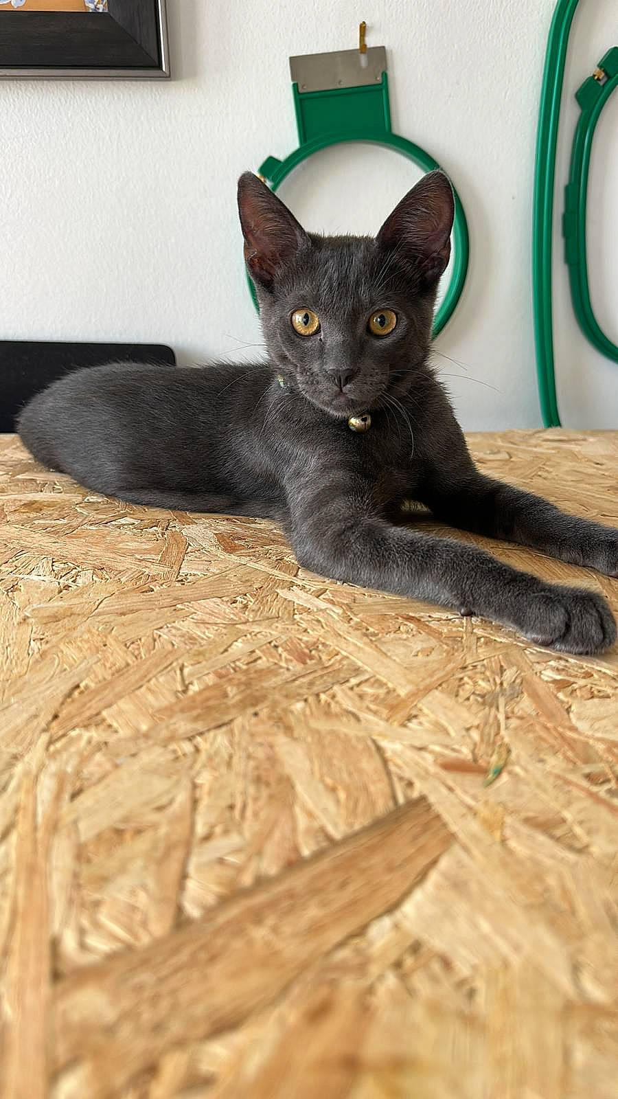 Kai joined the competition — help win amazing prizes! black_cat, carnivore, cat, claw, comfort, domestic_short_haired_cat, felidae, flooring, fur, grey, hardwood, small_to_medium_sized_cats, snout, tail, whiskers, wood