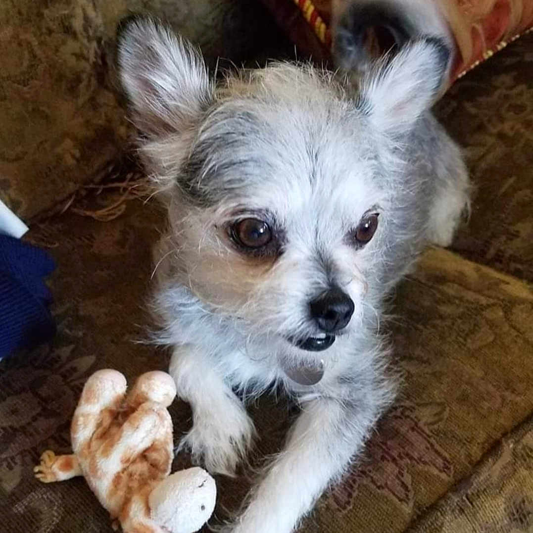 Buddy joined the competition — help win amazing prizes! affenpinscher, animal, canine, chihuahua, cockerspaniel, couch, cushion, dog, eskimodog, furniture, homedecor, papillon, pet, poodle, puppy, terrier, toy, whitedog
