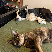 Nellie is registered to the contest to win money with this photo: dog, cat, bed, indoor, pet, animal, black_and_white_dog, tortoiseshell_cat, collar, furniture, relaxed, laying_down, green_bedspread, ears, eyes, fur, resting, domestic, companion_animals, home