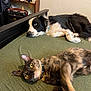 dog, cat, bed, indoor, pet, animal, black_and_white_dog, tortoiseshell_cat, collar, furniture, relaxed, laying_down, green_bedspread, ears, eyes, fur, resting, domestic, companion_animals, home
