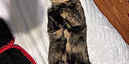 Nellie joined the competition — help win amazing prizes! cat, tortoiseshell, pet, animal, indoor, blanket, wooden_floor, relaxed, lying_down, fur, cute, cozy, sleepy, paws, tail, bedroom, texture, black_blanket, white_blanket, domestic_cat