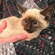 Bucky is registered to the contest to win money with this photo: siamese_kitten, cat, kitten, pet, animal, furry, whiskers, eyes, face, ears, person, hand, holding, sweater, patterned_clothing, cozy, indoor, close_up, cute, domestic_animal