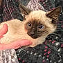 animal, cat, close_up, cozy, cute, domestic_animal, ears, eyes, face, furry, hand, holding, indoor, kitten, patterned_clothing, person, pet, siamese_kitten, sweater, whiskers