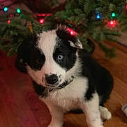 Luna is registered to the contest to win money with this photo: puppy, dog, black_and_white, blue_eyes, christmas_tree, holiday_lights, wooden_floor, indoor, pet, cute, festive, decorations, sitting, young_dog, fur, collar, animal, christmas, holiday, cozy