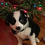 puppy, dog, black_and_white, blue_eyes, christmas_tree, holiday_lights, wooden_floor, indoor, pet, cute, festive, decorations, sitting, young_dog, fur, collar, animal, christmas, holiday, cozy
