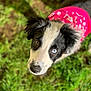 Luna joined the competition — help win amazing prizes! dog, black_and_white, heterochromia, blue_eye, brown_eye, bandana, pink, grass, outdoor, pet, canine, fur, cute, animal, portrait, looking_up, muzzle, ears, closeup, nature