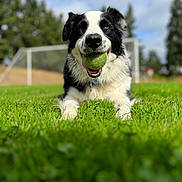 Luna is registered to the contest to win money with this photo: animal, black_and_white, canine, close_up, daylight, dog, eyes, field, fur, grass, happy, nature, outdoor, park, pet, playing, smiling, soccer_goal, tennis_ball, tongue