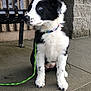 Luna joined the competition — help win amazing prizes! puppy, dog, black_and_white, blue_eyes, collar, leash, sitting, sidewalk, bench, brick_wall, concrete, outdoor, pet, young_dog, cute, fur, animal, canine, waiting, alert