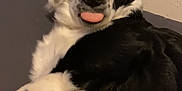 Luna is registered to the contest to win money with this photo: dog, black_and_white, heterochromia, tongue_out, pet, animal, cute, lying_down, indoor, fur, canine, face, expression, relaxed, domestic_animal, portrait, looking, ears, nose, whiskers