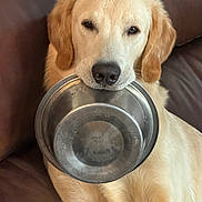 Pickles joined the competition — help win amazing prizes! animal, bowl, canine, cookingpan, cookingpot, cookware, dog, food, goldenretriever, hound, labradorretriever, pet, pot, puppy, snout