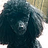 animal, background, black_fur, canine, closeup, companion, curly_fur, cute, dog, ears, face, fluffy, furry, indoor, nose, pet, poodle, portrait, sitting, whiskers
