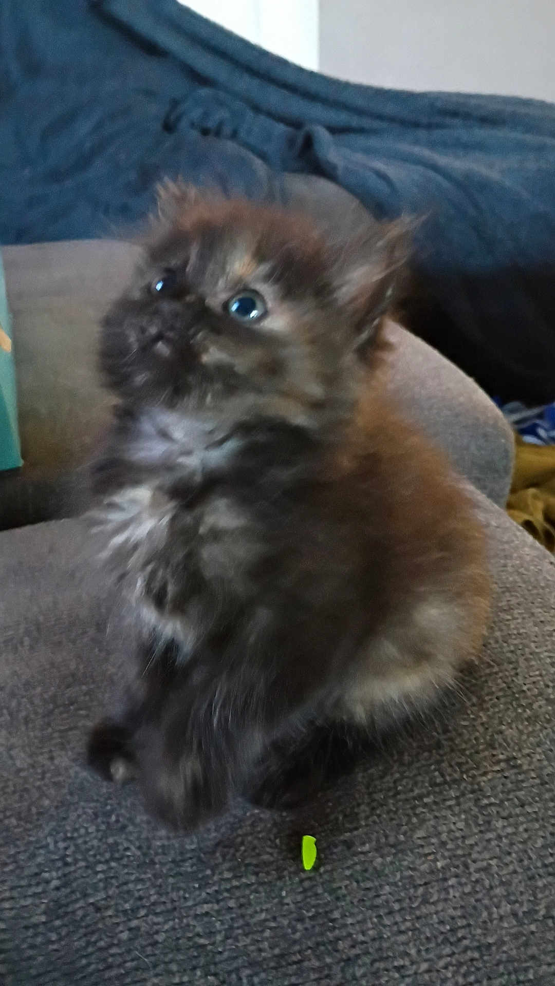 Salem is registered to the contest to win money with this photo: kitten, cat, furry, pet, indoor, sofa, gray, curious, young, animal, cute, small, fluffy, domestic, feline, cozy, looking_up, sitting, home, texture