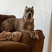 Mufasa joined the competition — help win amazing prizes! dog, couch, blanket, indoor, pet, brown, furniture, relaxed, canine, large_dog, home, resting, animal, collar, paw, ear, snout, mammal, domestic_animal, quiet