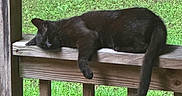 Jingles joined the competition — help win amazing prizes! animal, black_cat, calm, cat, daylight, domestic_animal, fence, grass, greenery, mammal, nature, outdoor, peaceful, pet, relaxation, resting, sleeping, vertebrate, wood, wooden_railing