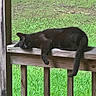 animal, black_cat, calm, cat, daylight, domestic_animal, fence, grass, greenery, mammal, nature, outdoor, peaceful, pet, relaxation, resting, sleeping, vertebrate, wood, wooden_railing
