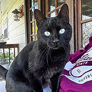 Jingles joined the competition — help win amazing prizes! animal, black_cat, cat, close_up, clothing, curious, daylight, domestic_cat, fur, glass, green_eyes, nature, outdoor, person, pet, porch, sweatshirt, whiskers, window, wooden_door